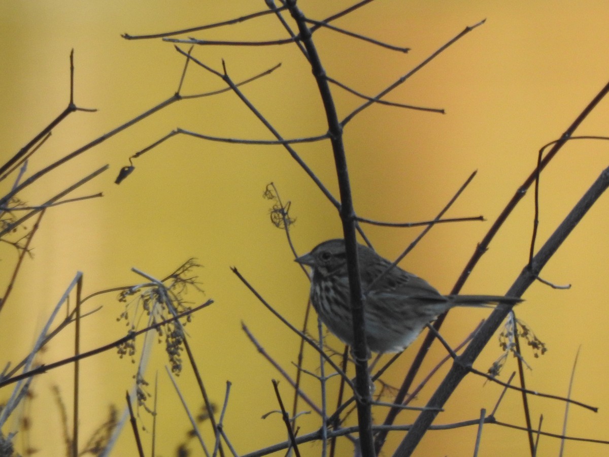 Song Sparrow - ML611948705