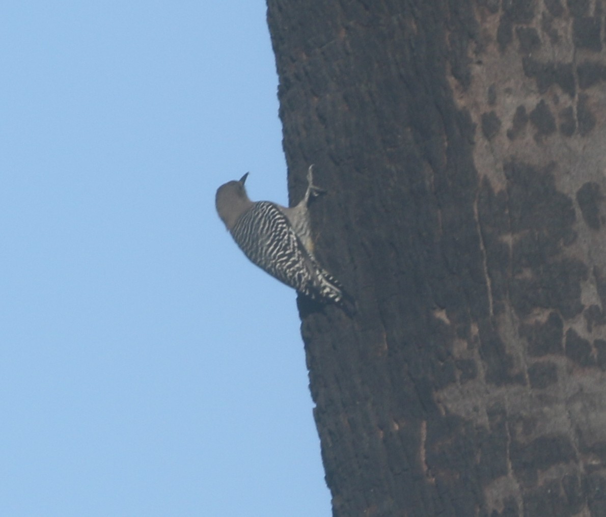 Gila Woodpecker - ML611948833