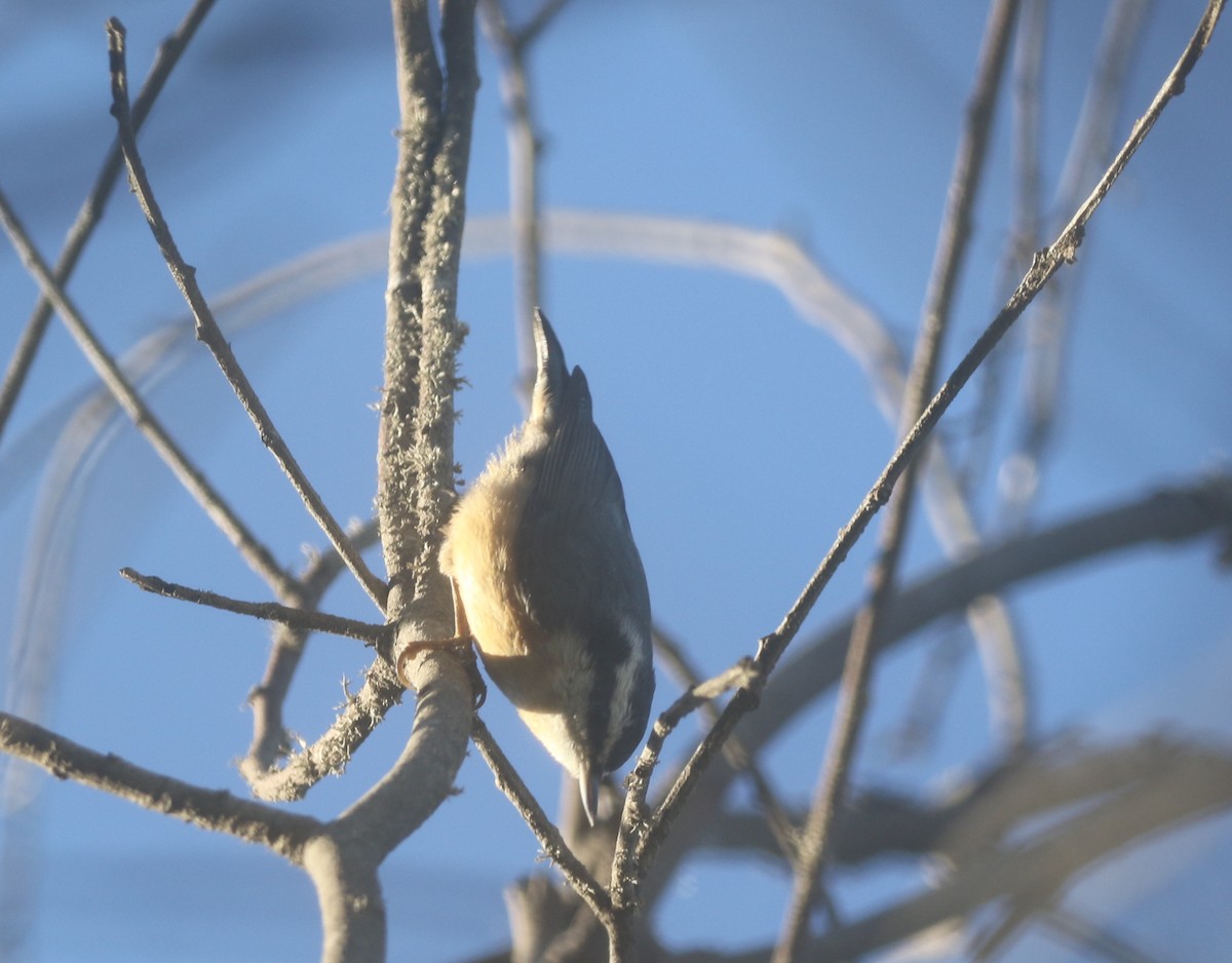 Red-breasted Nuthatch - ML611948868