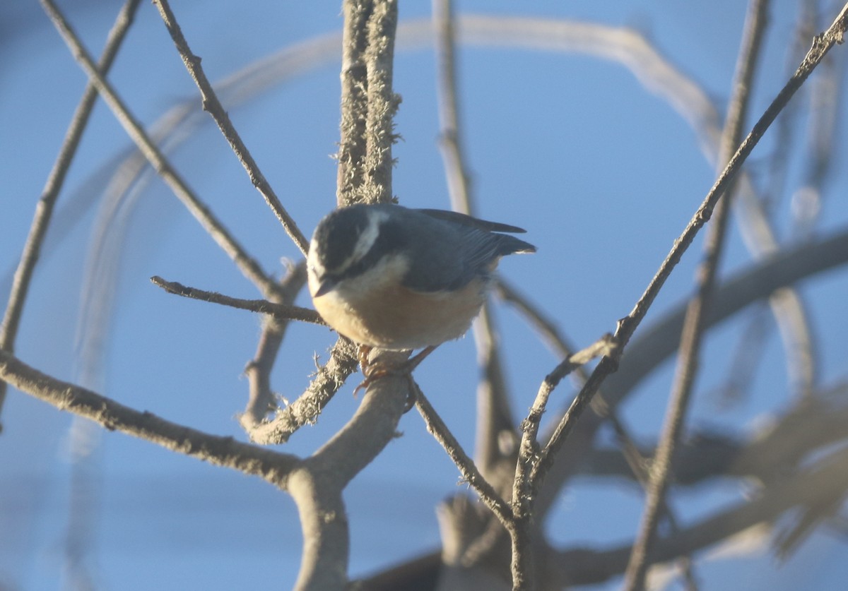 Red-breasted Nuthatch - ML611948869
