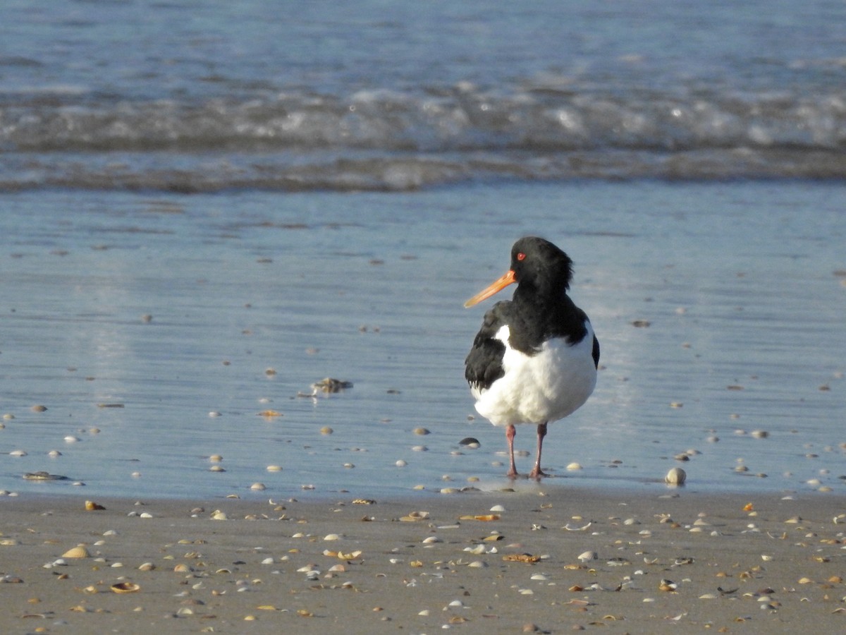 Eurasian Oystercatcher - ML611948898