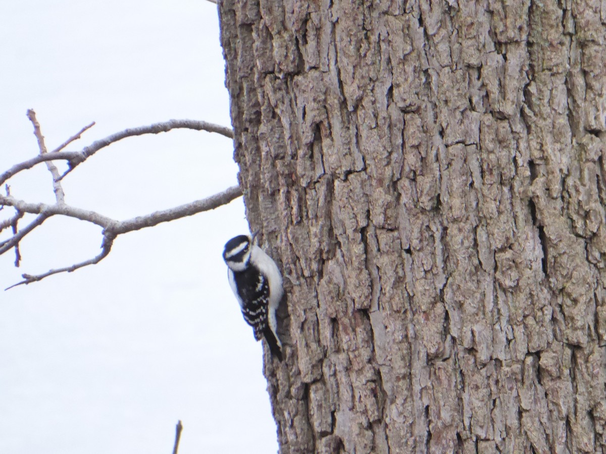 Downy Woodpecker - ML611948999