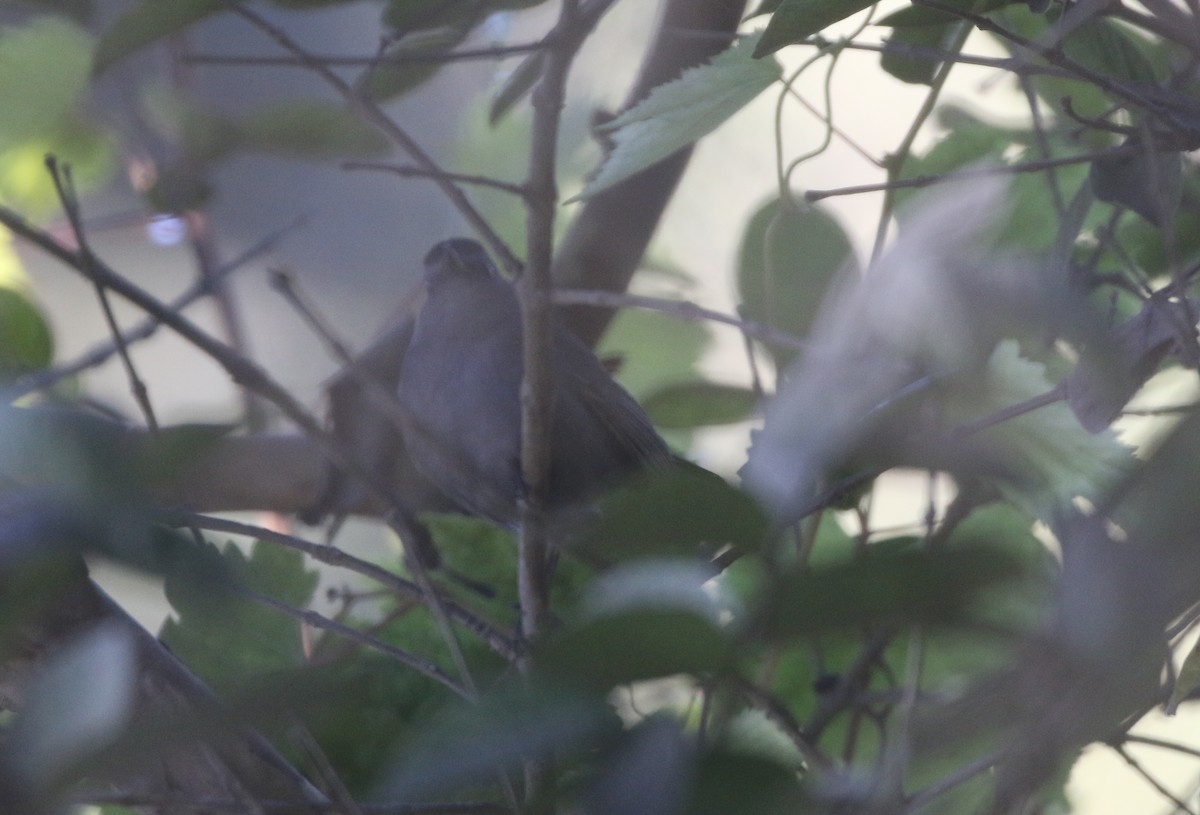 Gray Catbird - logan kahle