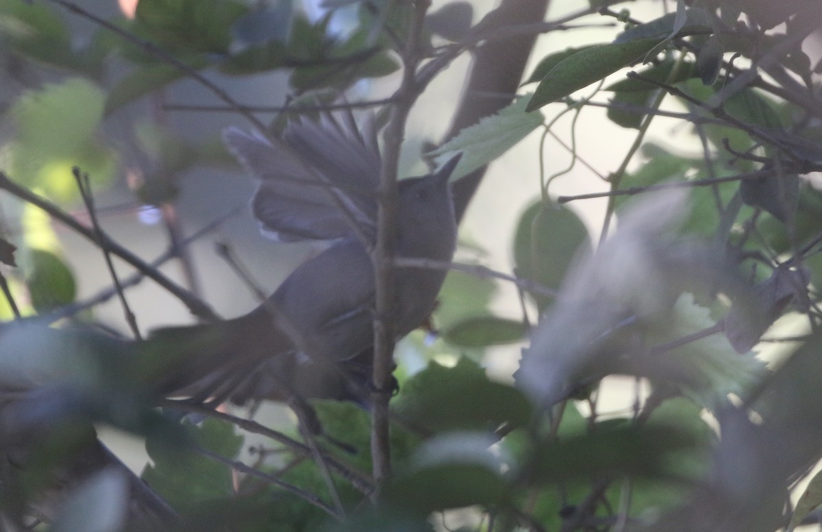 Gray Catbird - ML611949001