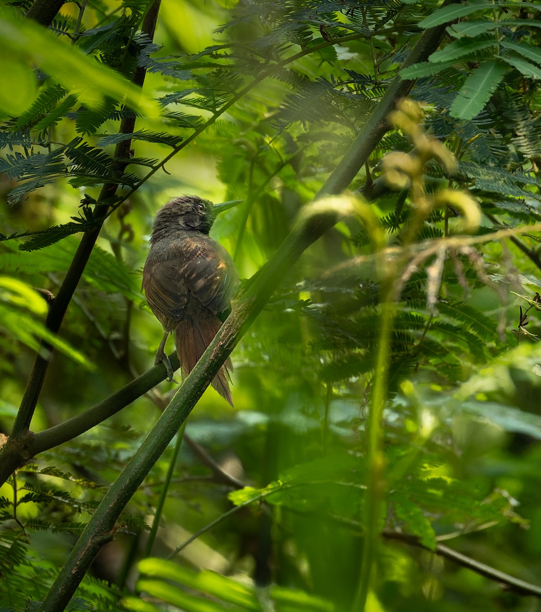 White-bellied Spinetail - ML611949013