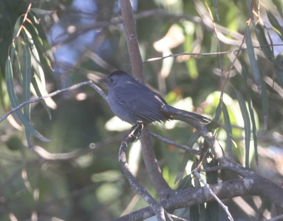 Gray Catbird - ML611949018