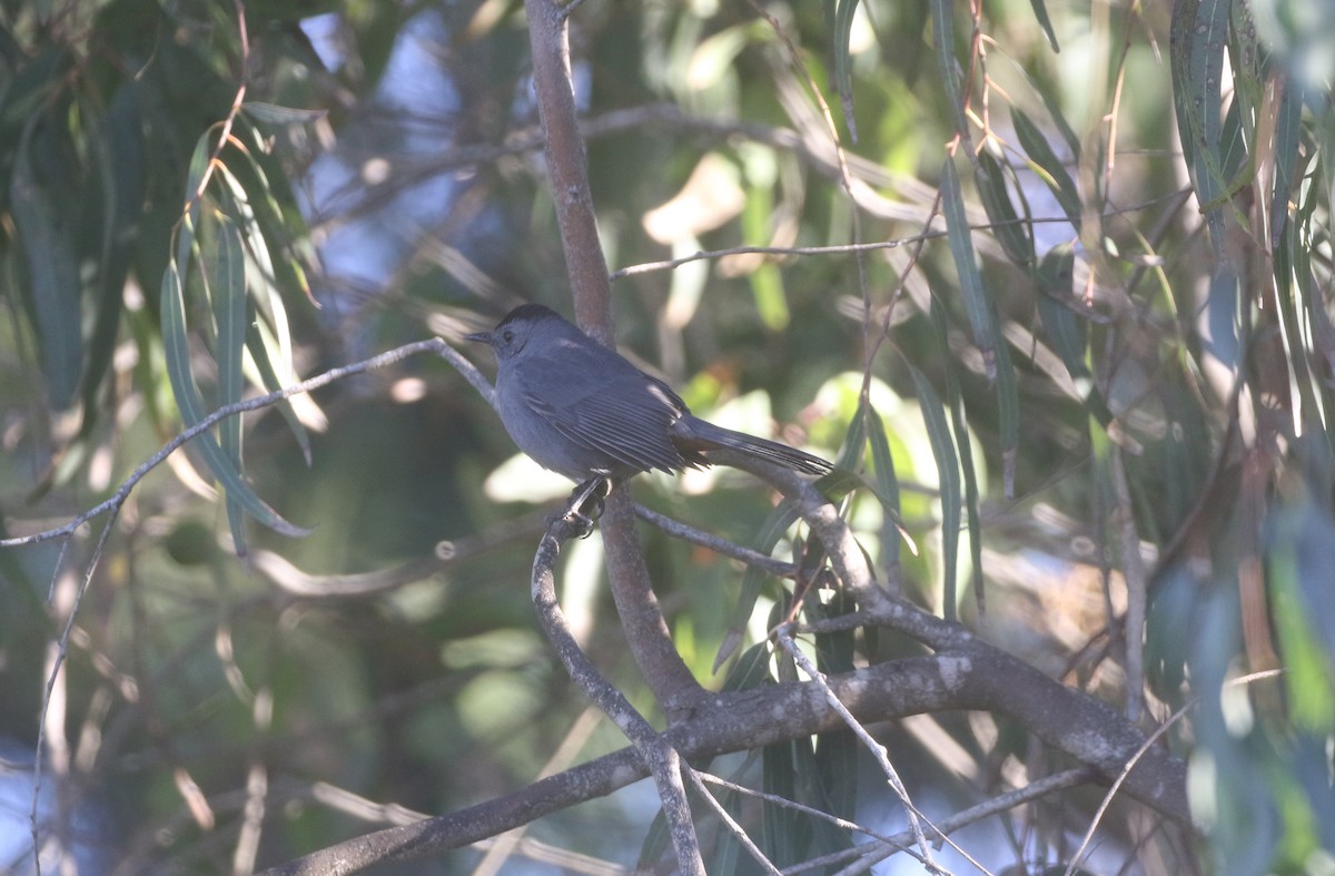 Gray Catbird - ML611949019