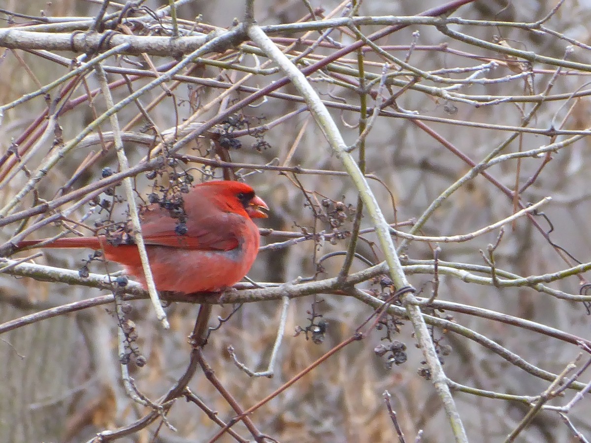 Northern Cardinal - ML611949027