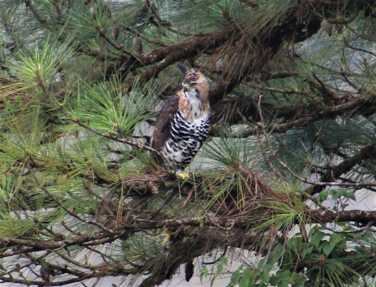 Ornate Hawk-Eagle - liz cieszynski