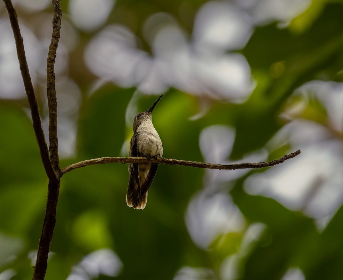 Olive-spotted Hummingbird - Valéria Boldrin Silva