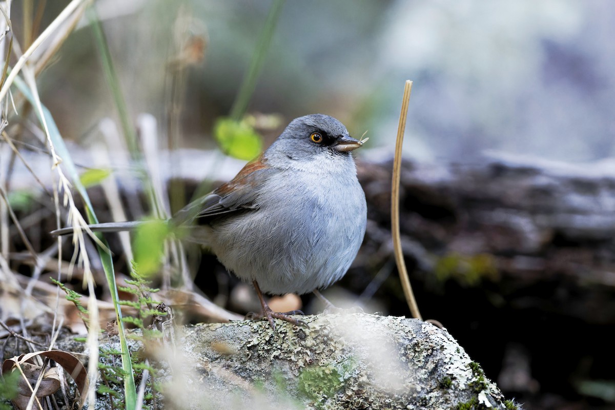 Yellow-eyed Junco - ML611949101