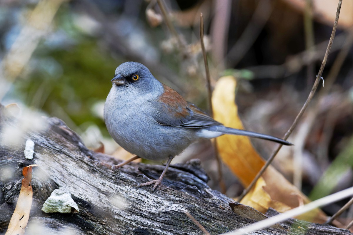 Yellow-eyed Junco - ML611949102