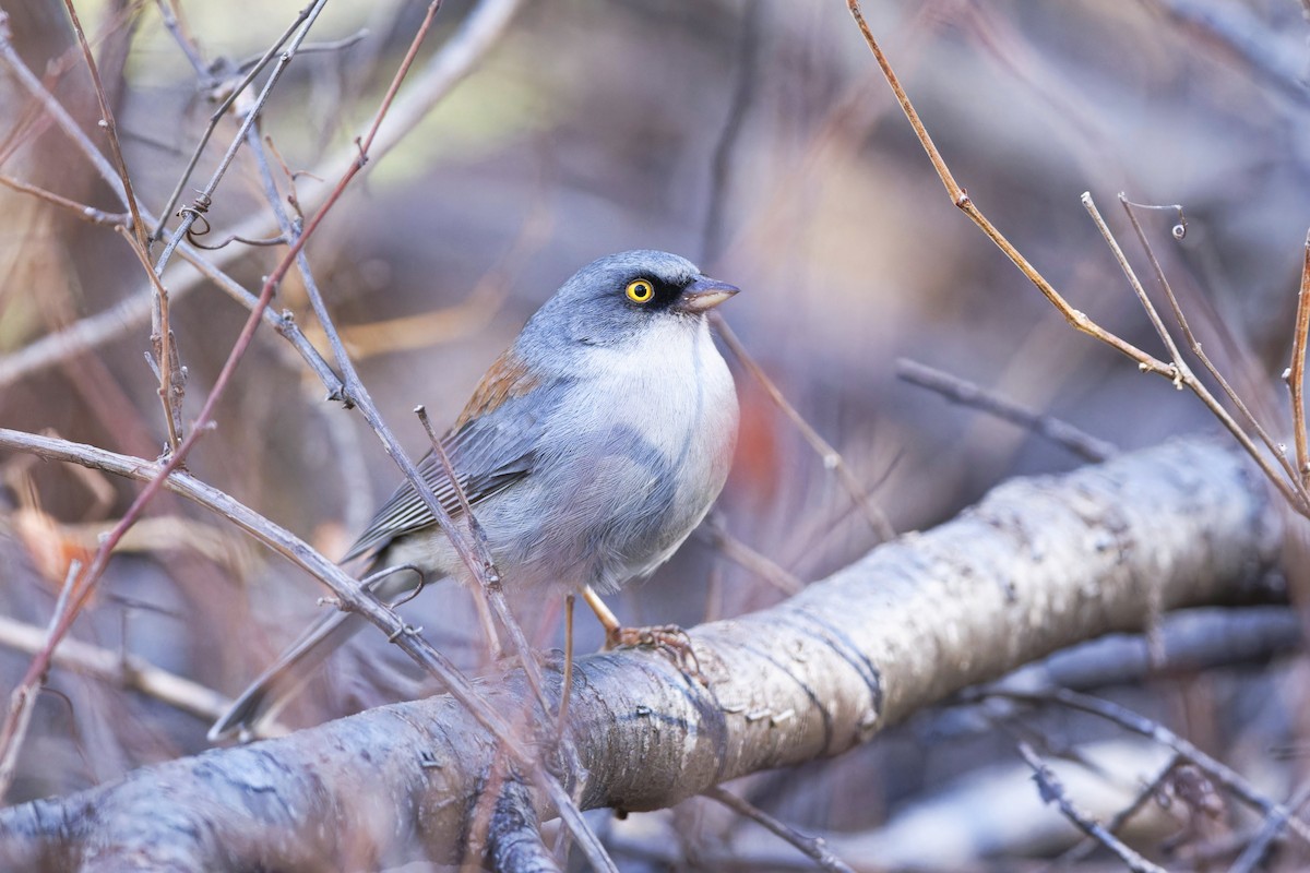 Yellow-eyed Junco - ML611949103