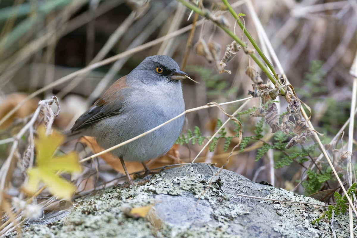 Yellow-eyed Junco - ML611949104