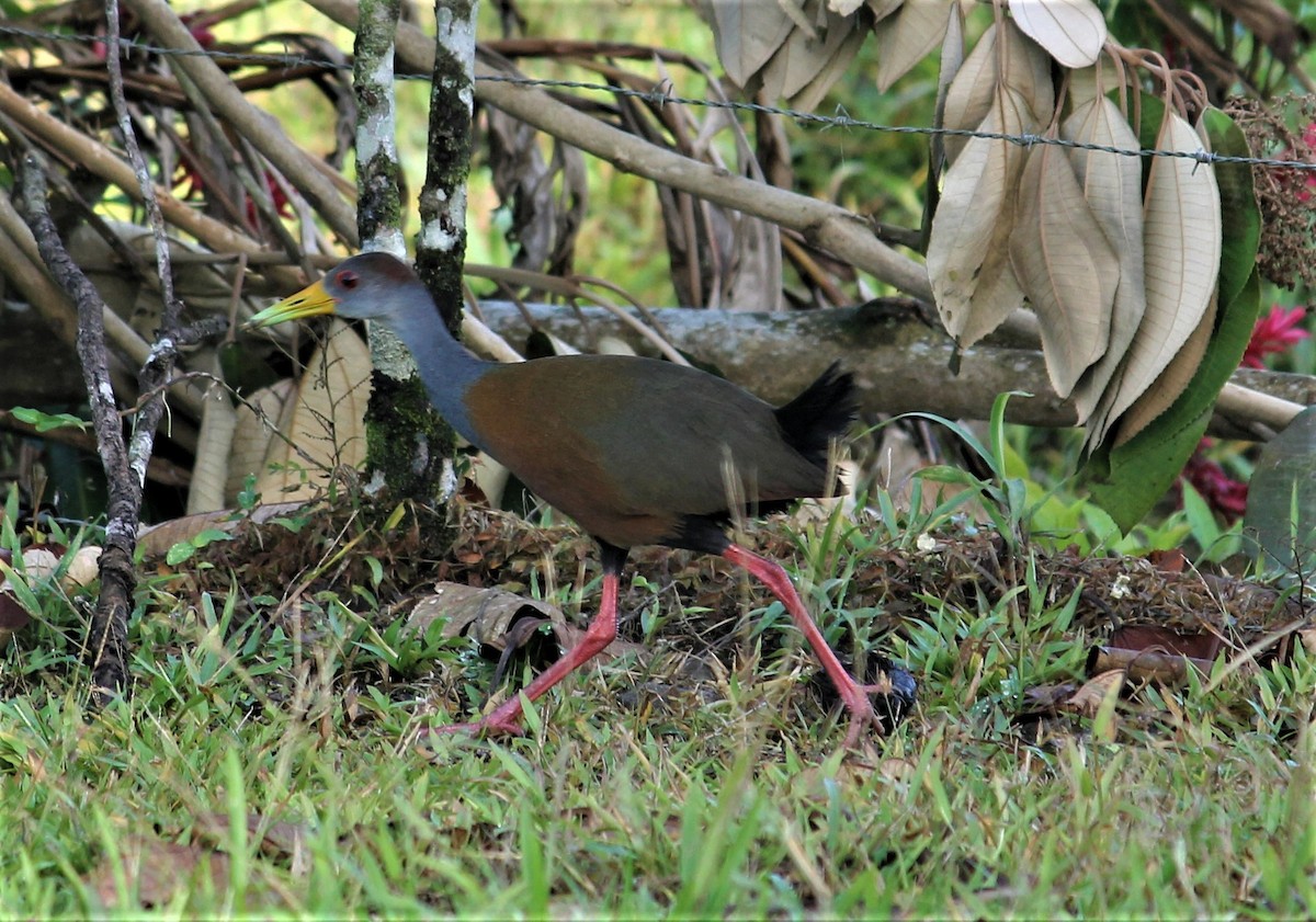 Russet-naped Wood-Rail - liz cieszynski