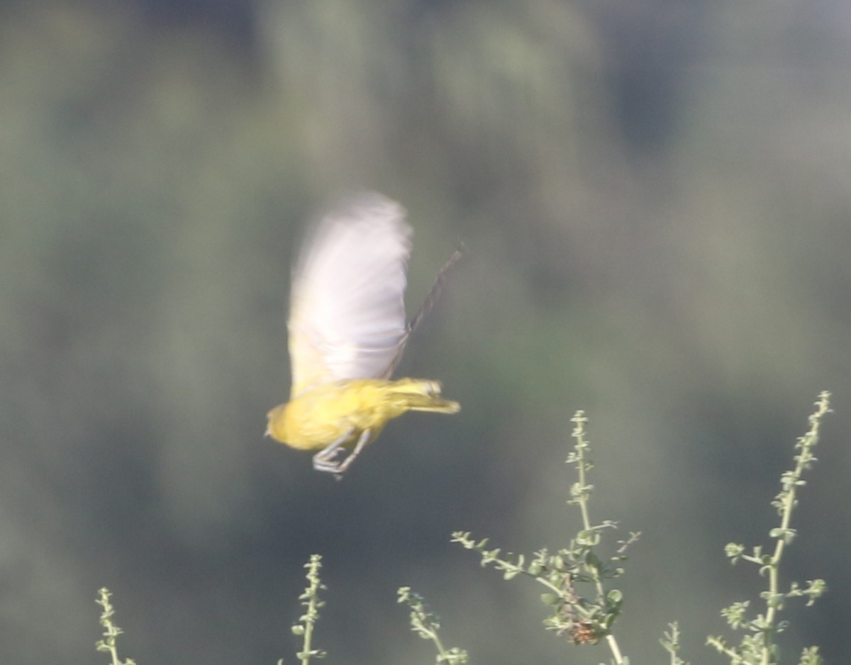 Orchard Oriole - ML611949278