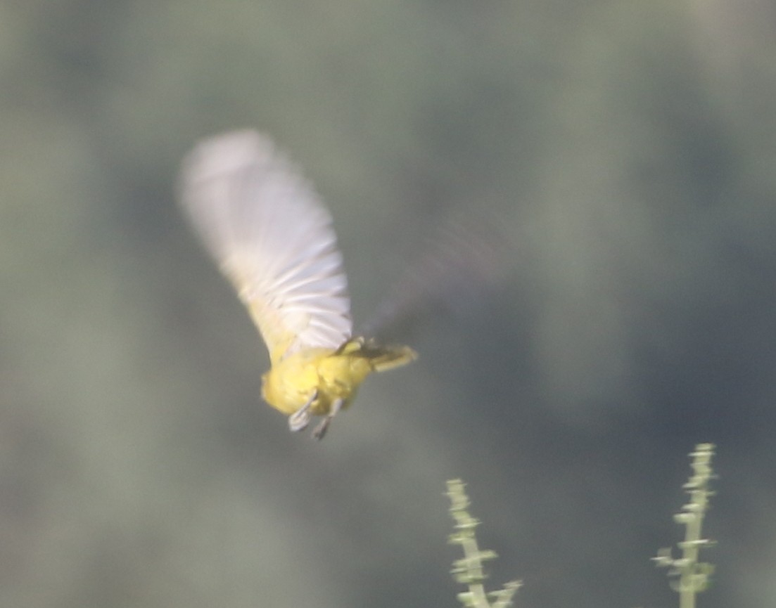 Orchard Oriole - ML611949279