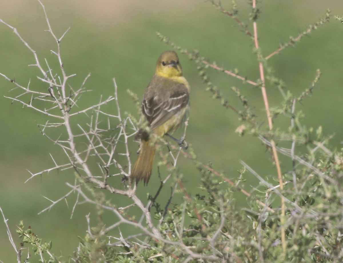 Orchard Oriole - ML611949281