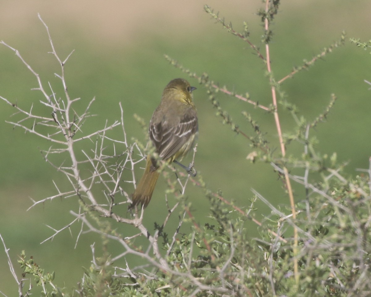 Orchard Oriole - ML611949282