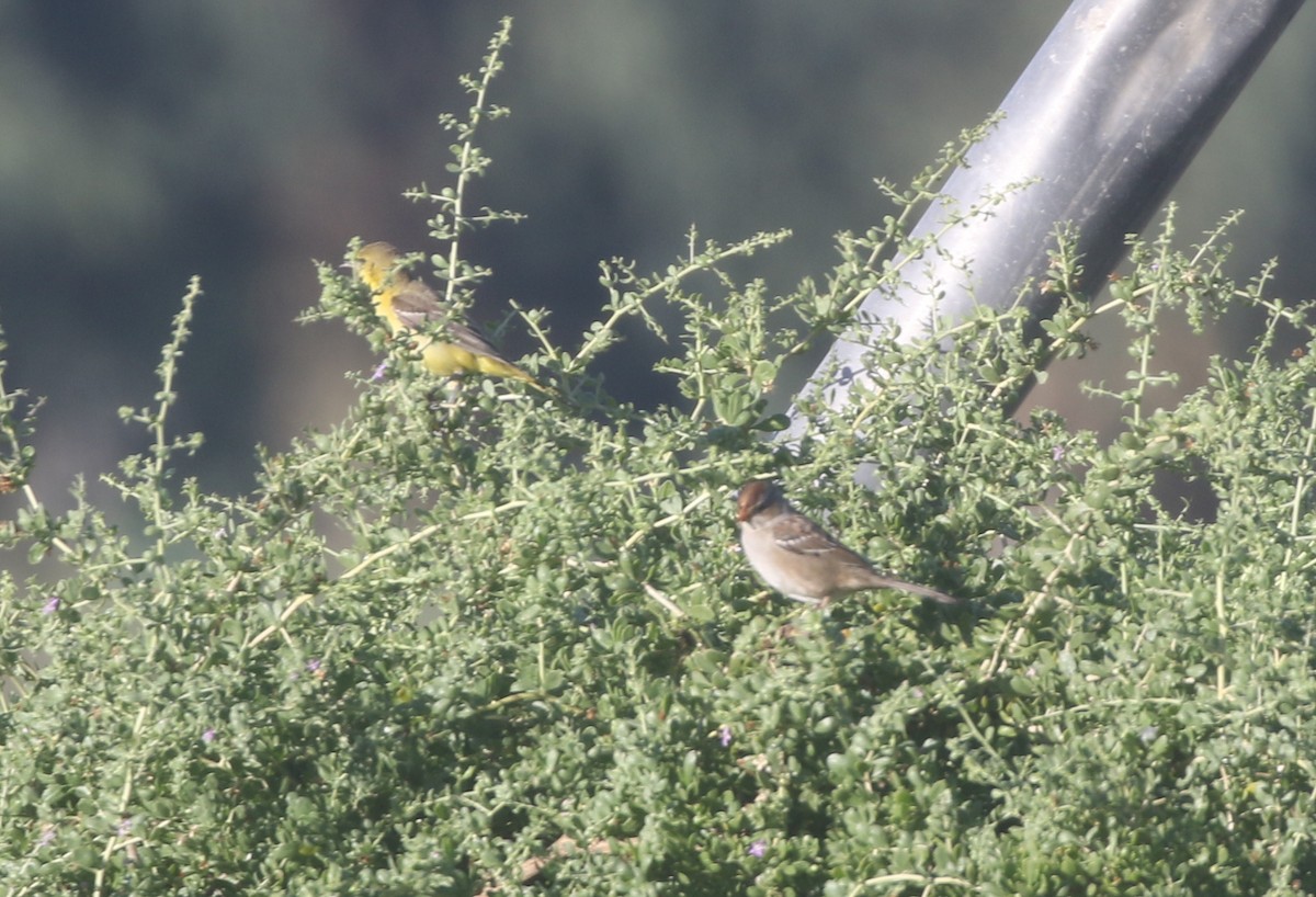 Orchard Oriole - ML611949283