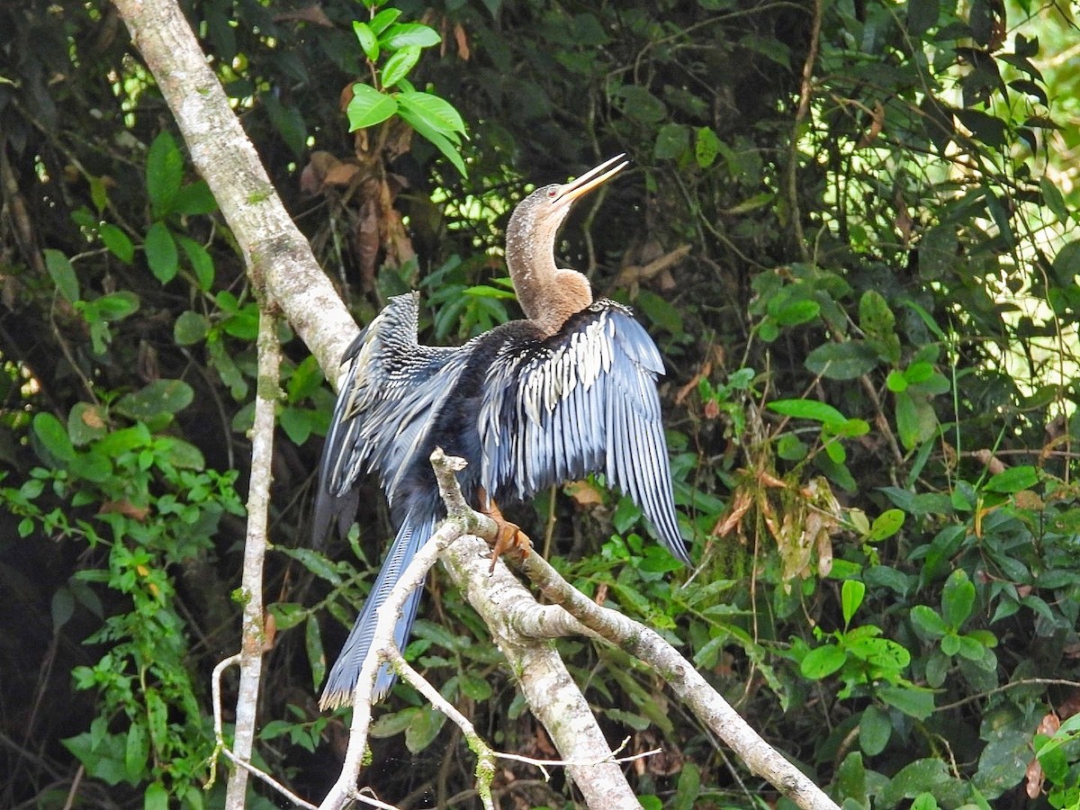 Anhinga - Gina Turone 🐩