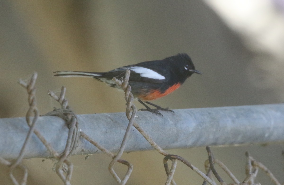 Painted Redstart - logan kahle