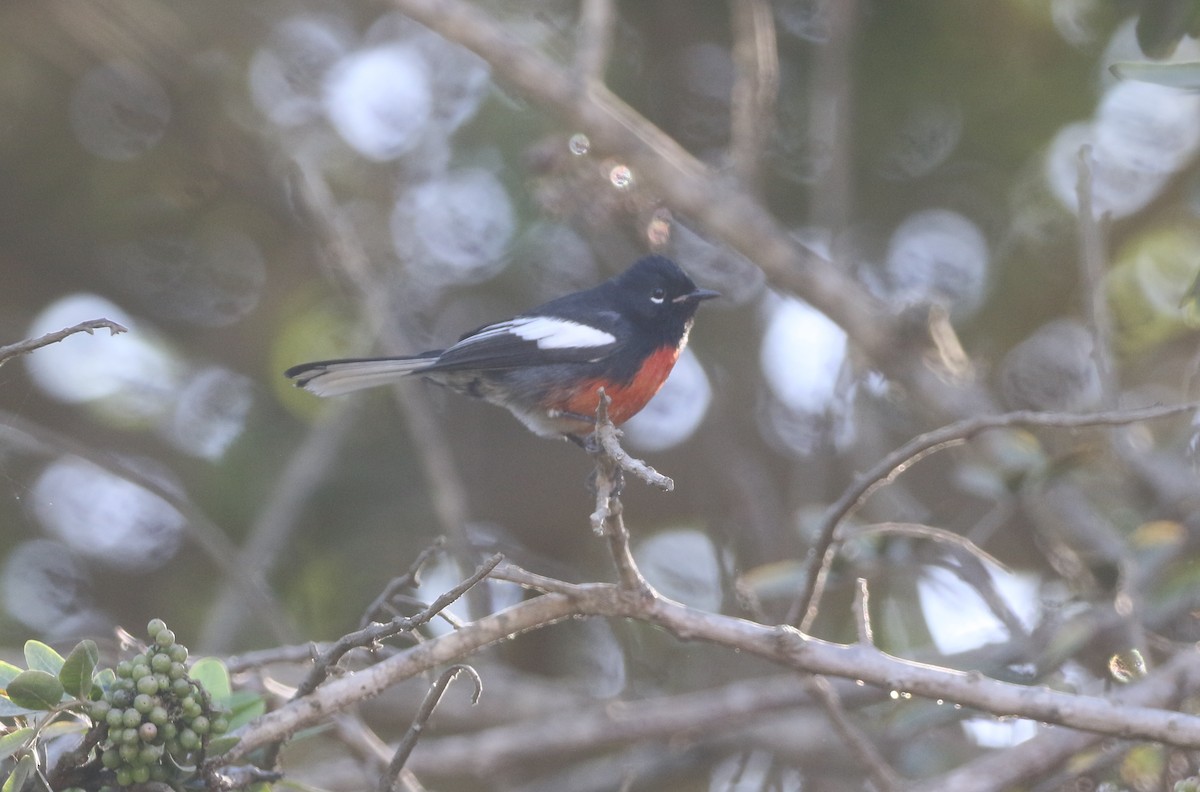 Painted Redstart - ML611949383