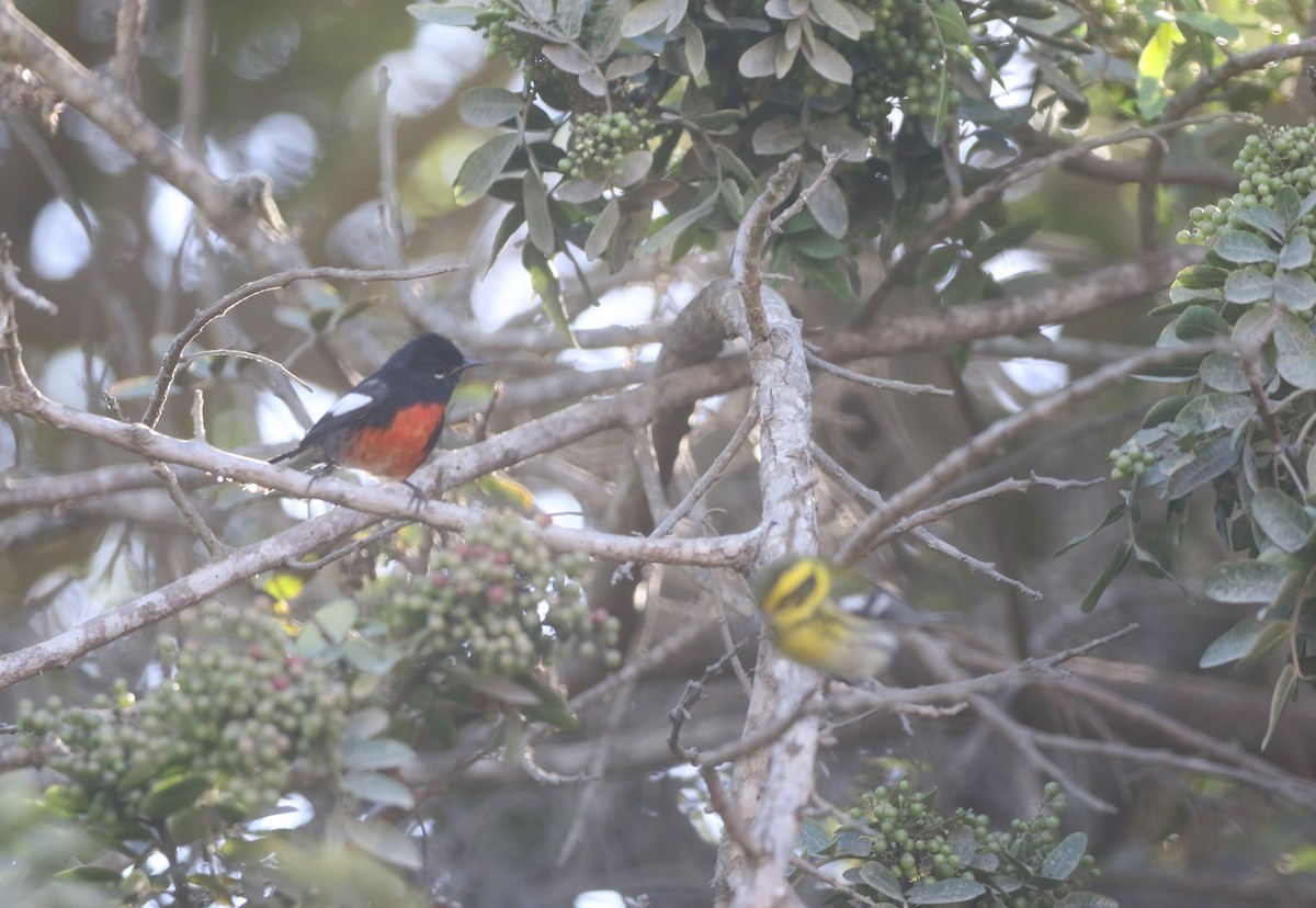 Painted Redstart - ML611949387