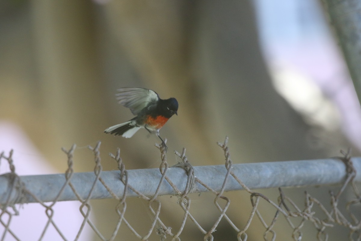 Painted Redstart - ML611949390