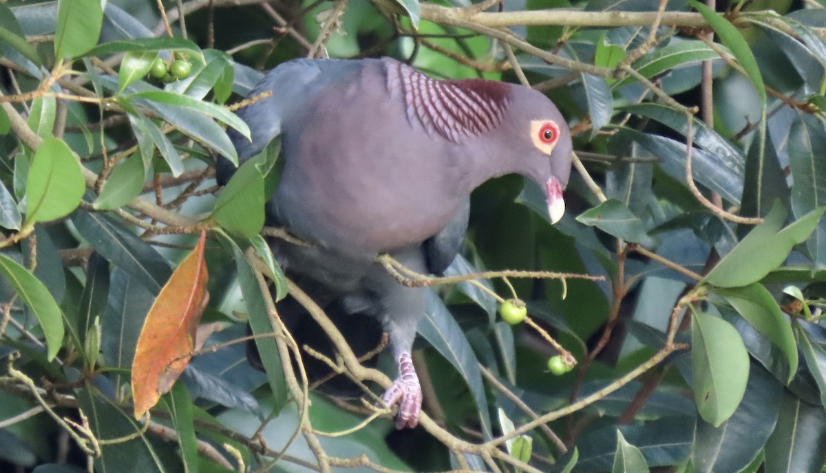 Scaly-naped Pigeon - ML611949391
