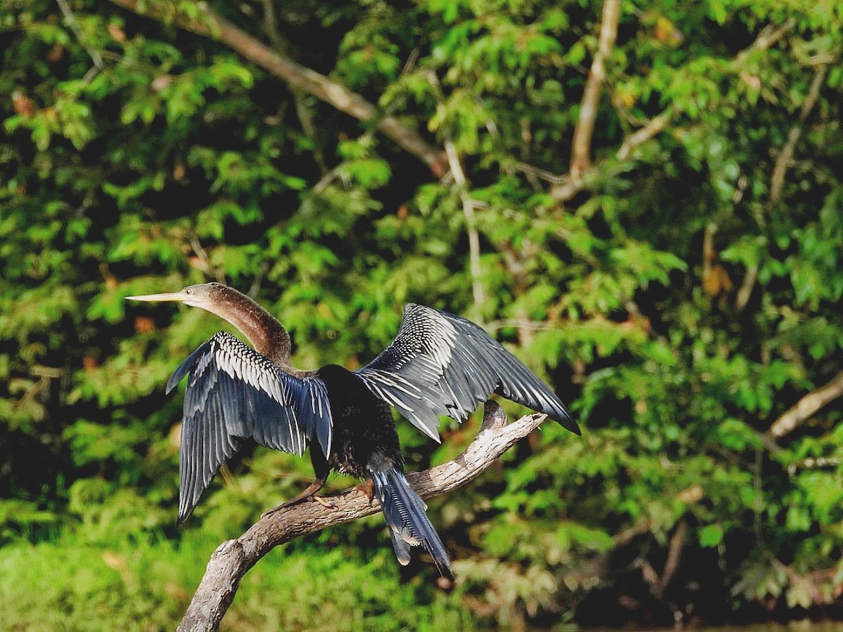 Anhinga - Gina Turone 🐩