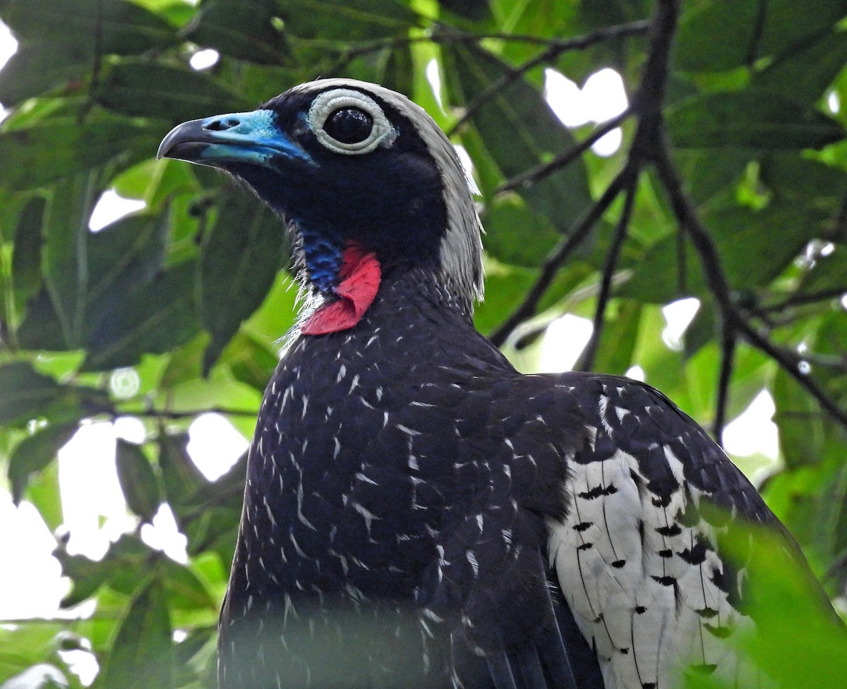 Black-fronted Piping-Guan - ML611949562