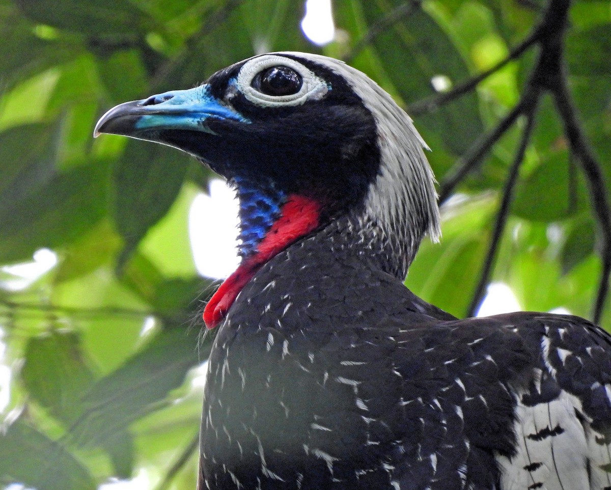 Black-fronted Piping-Guan - ML611949563