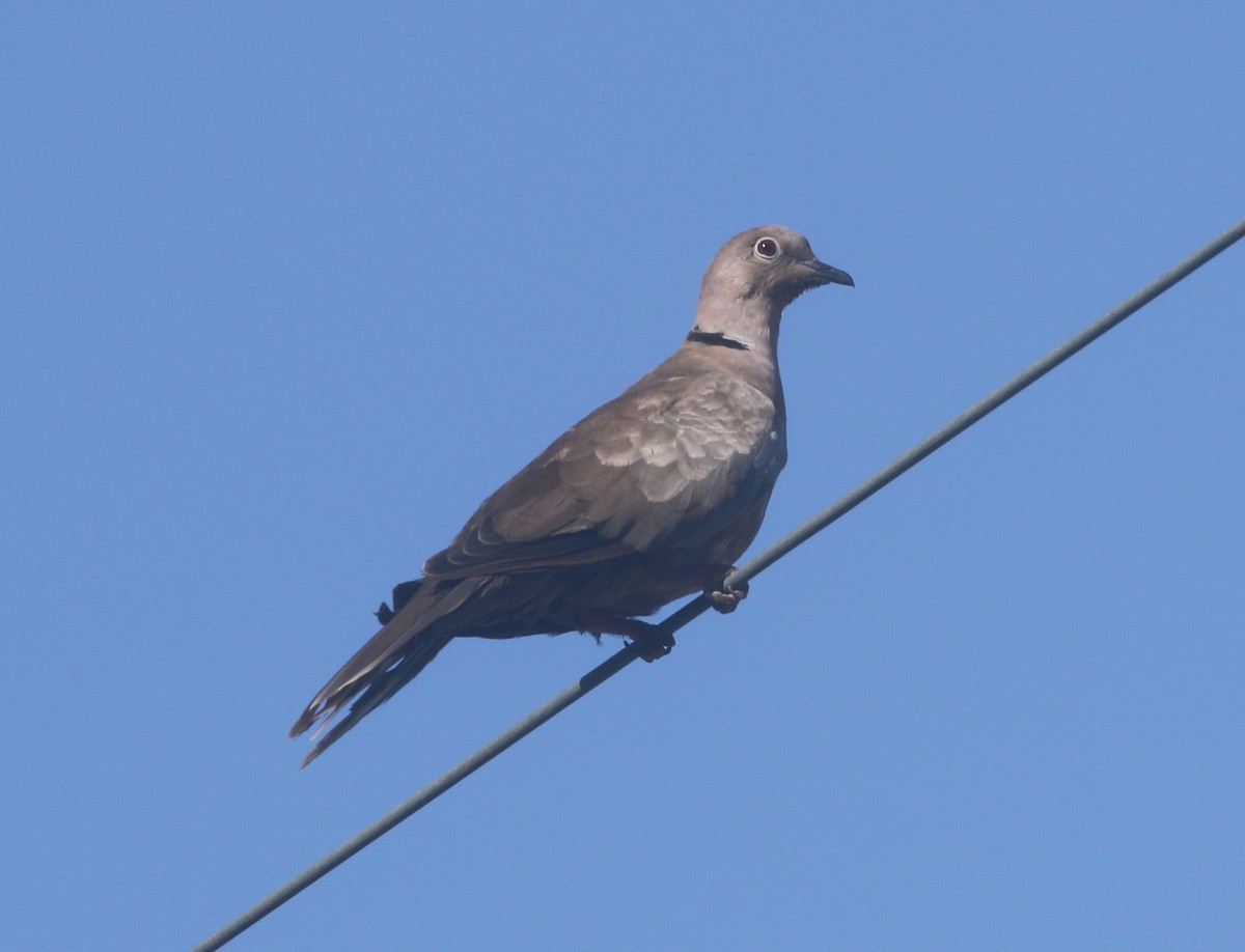 Eurasian Collared-Dove - ML611949564
