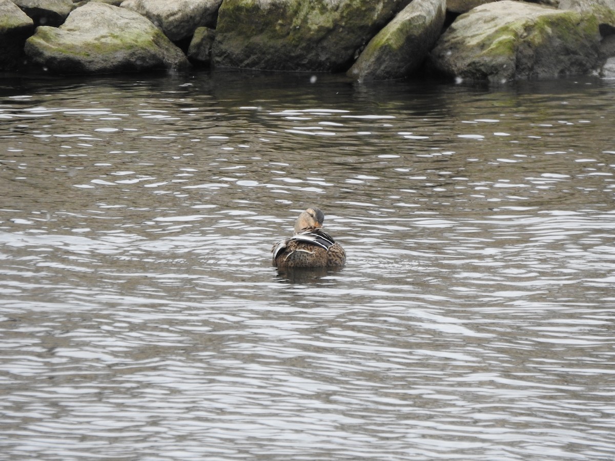 Mallard - ML611949683