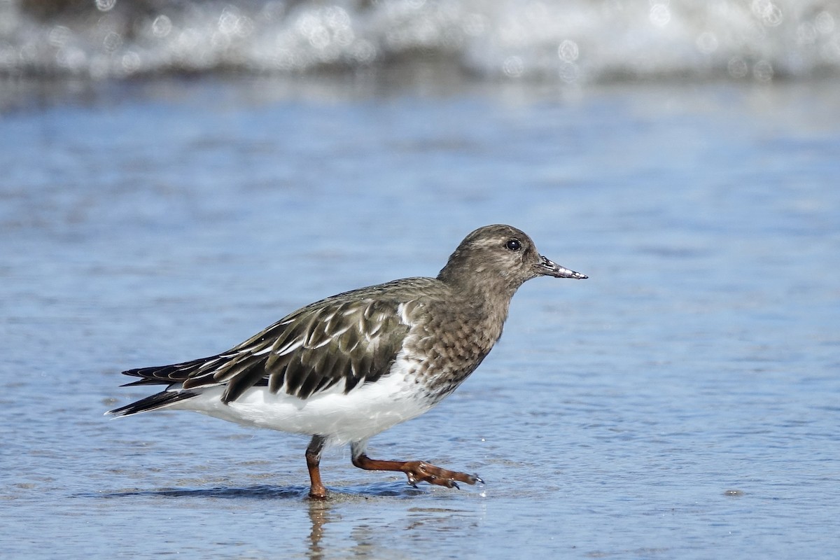 Black Turnstone - ML611949721