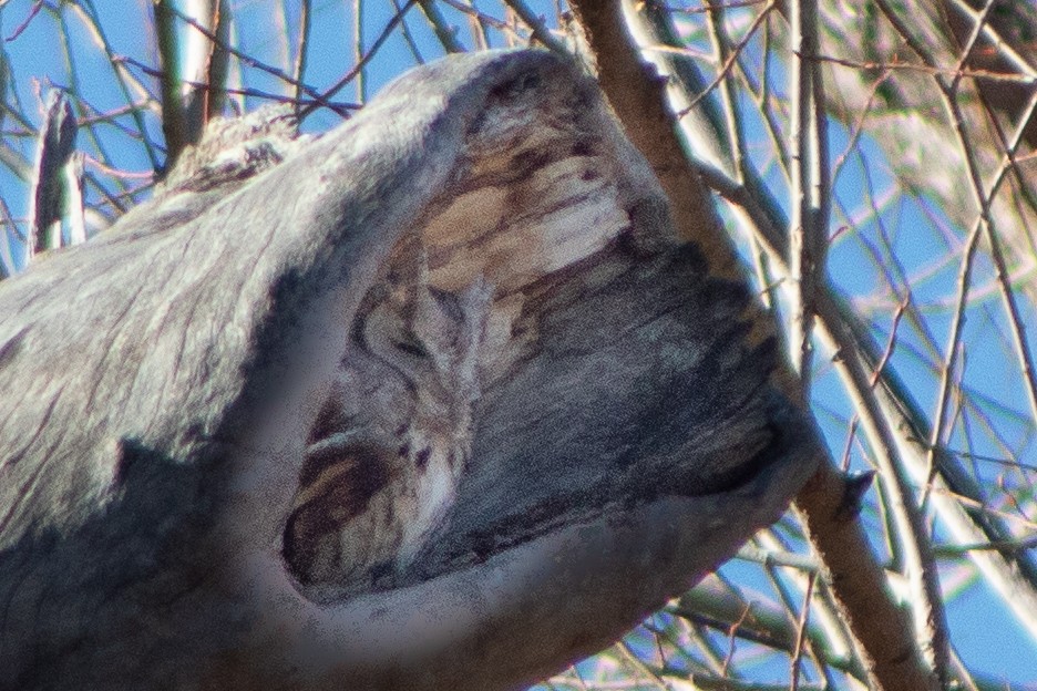 Eastern Screech-Owl - G Stacks