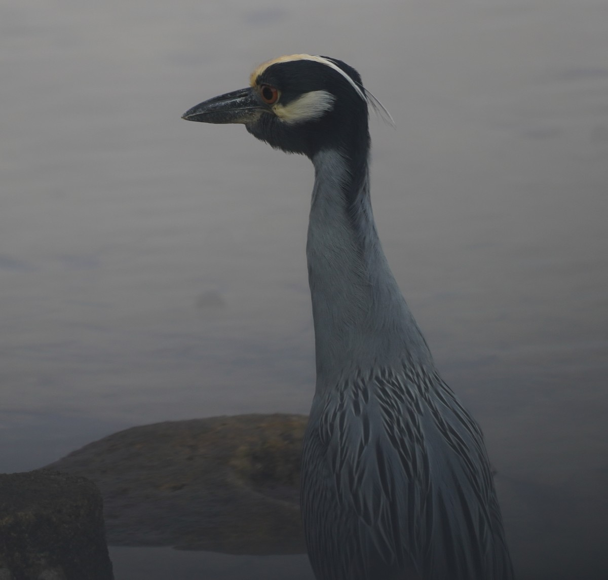 Yellow-crowned Night Heron - ML611949908