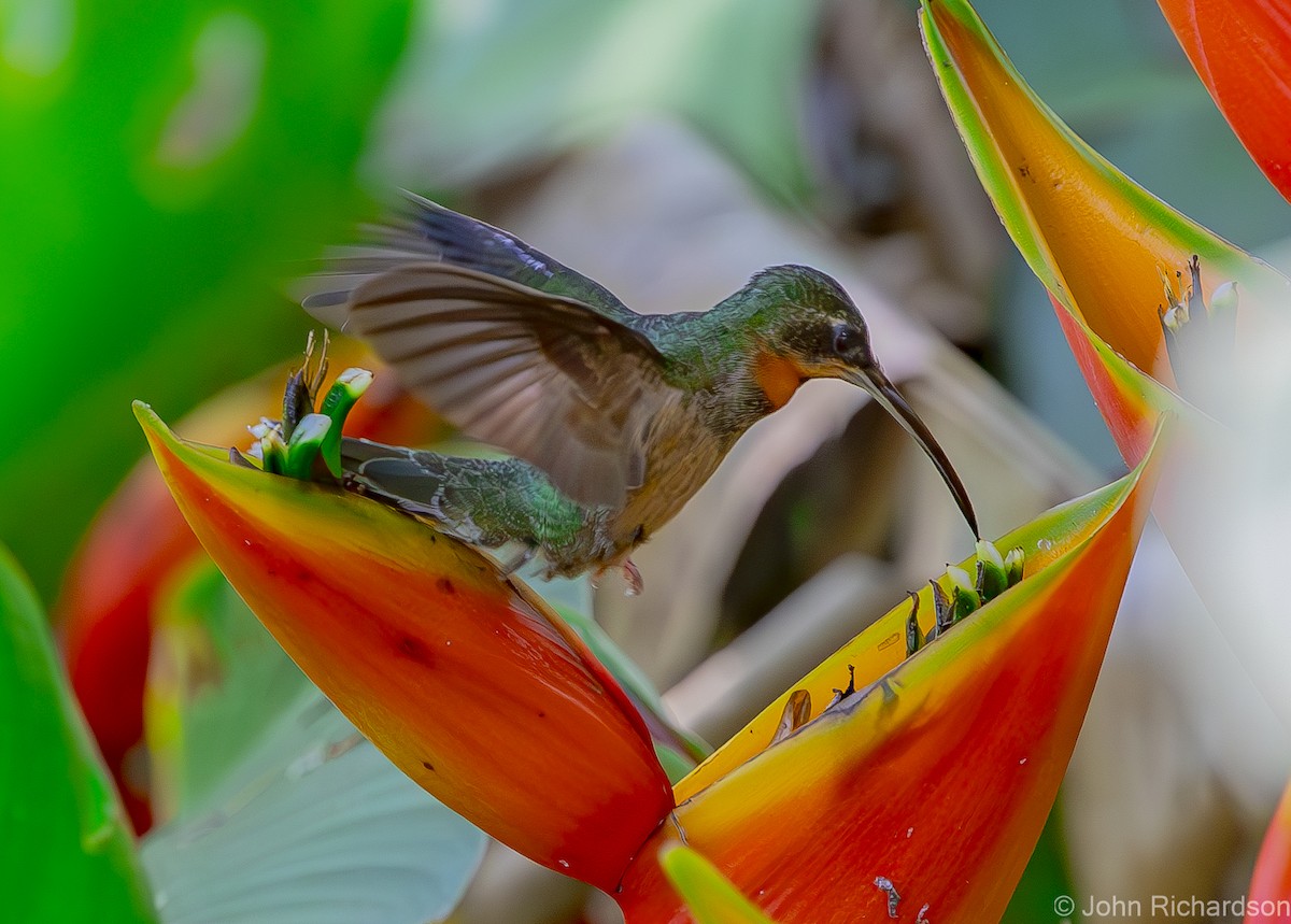 kolibřík světloocasý - ML611949967