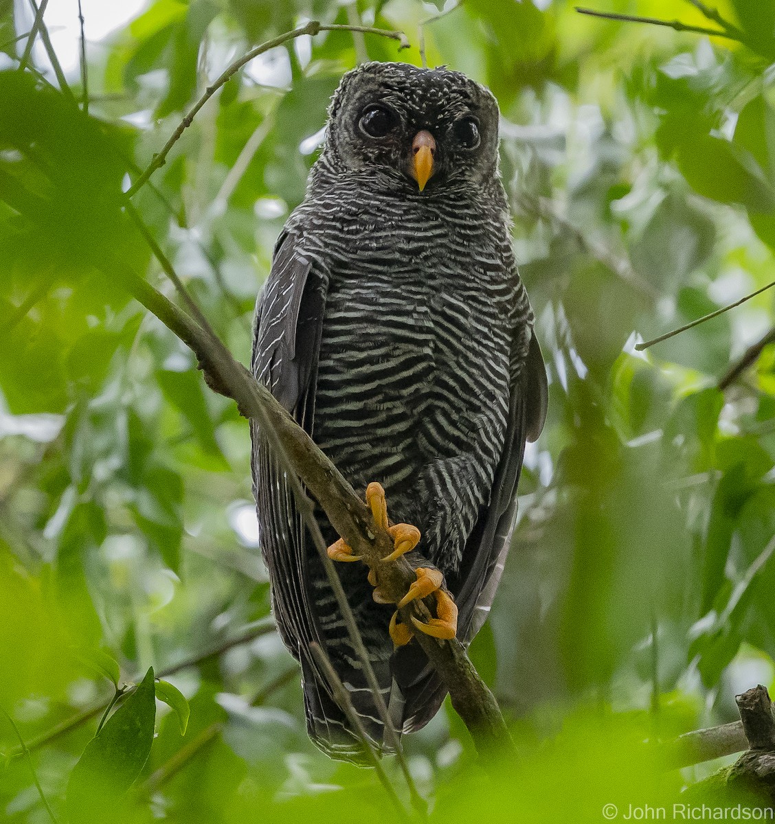 Black-banded Owl - ML611950116