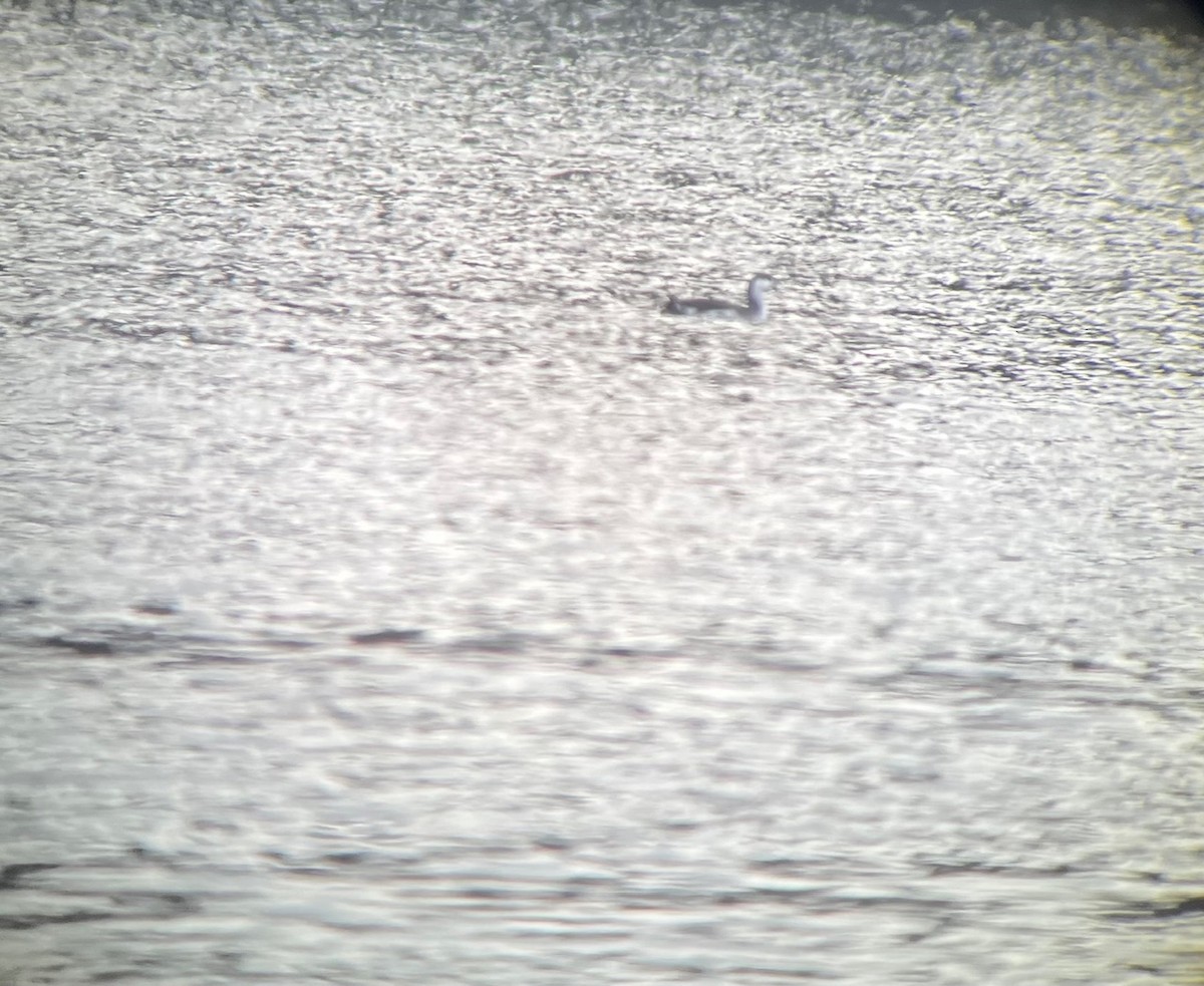 Red-throated Loon - Chris Rimmer