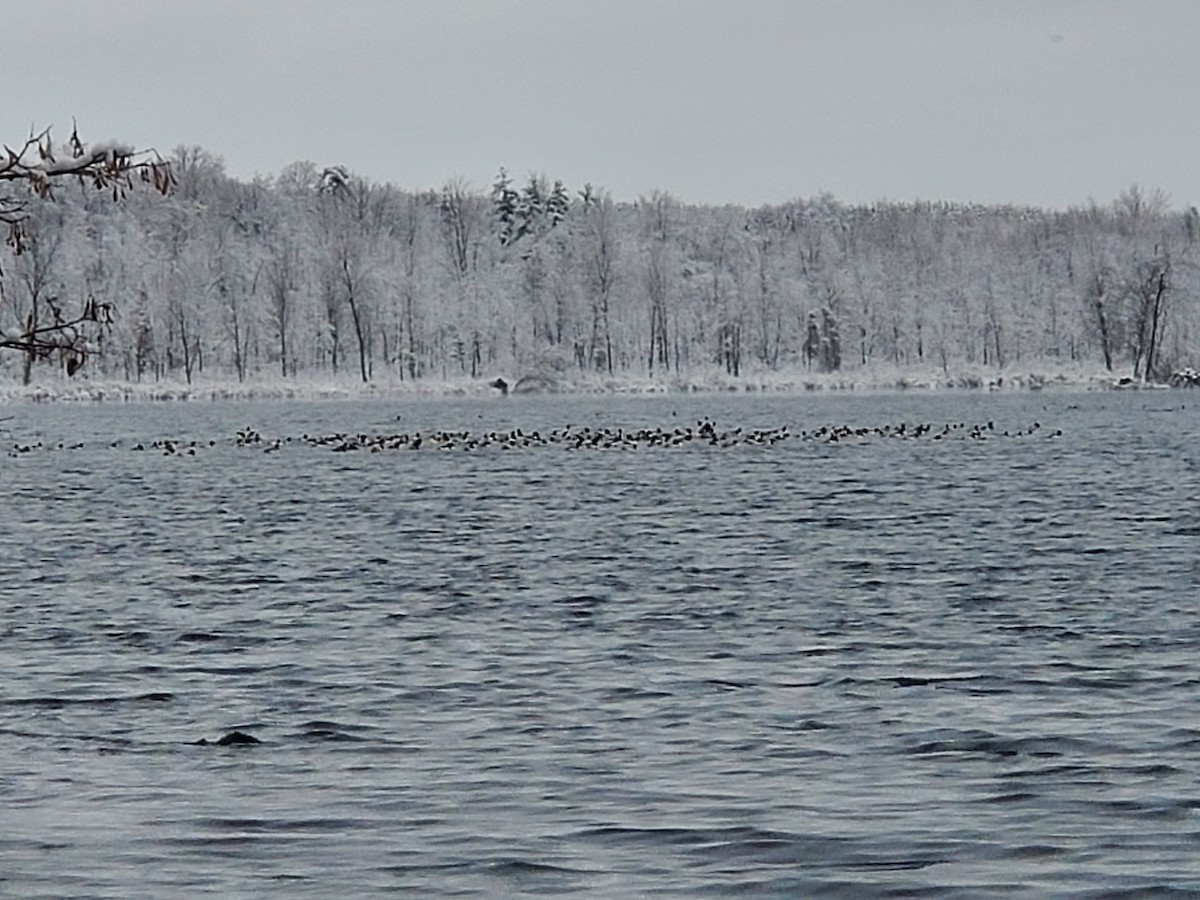 Gänsesäger - ML611950169