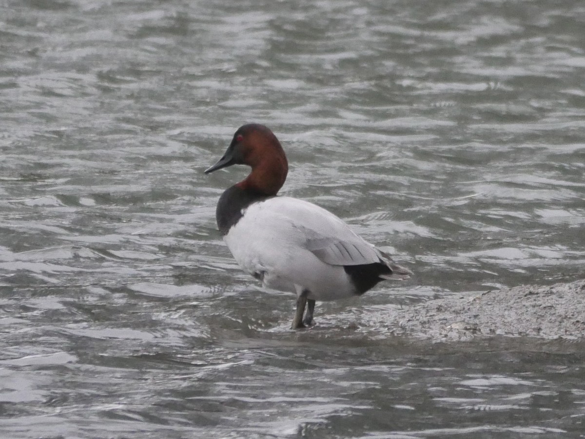 Canvasback - Richard Hasegawa