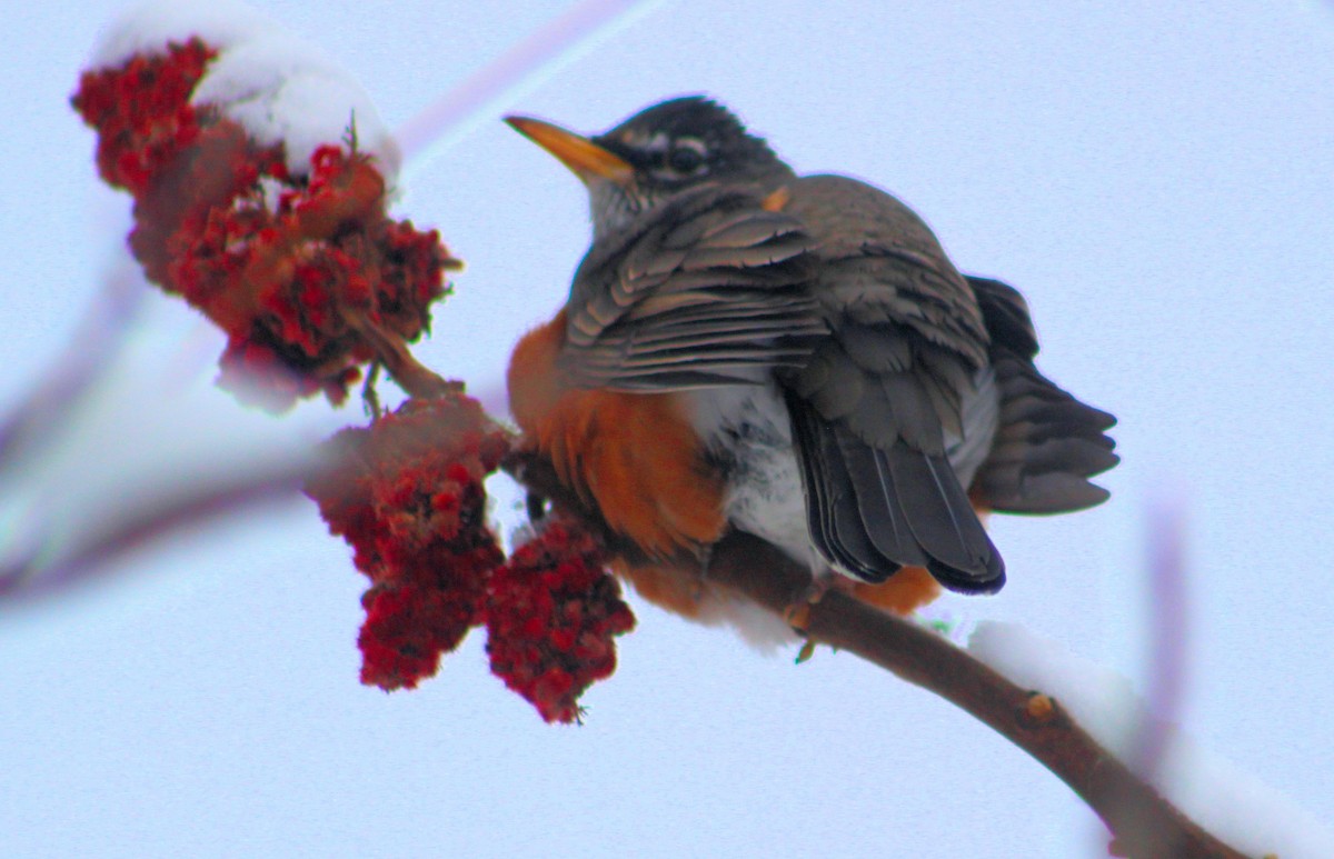 American Robin - ML611950268