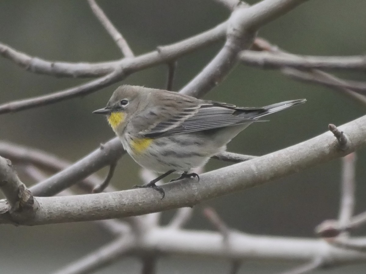 Kronenwaldsänger (Audubonwaldsänger) - ML611950302