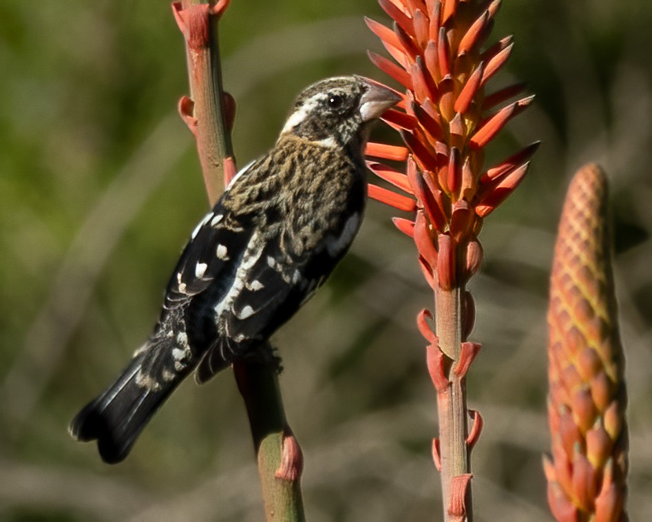 Rose-breasted Grosbeak - ML611950347