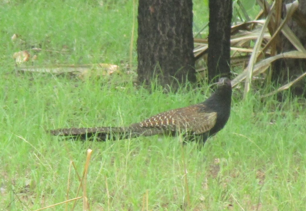 Pheasant Coucal - ML611950367