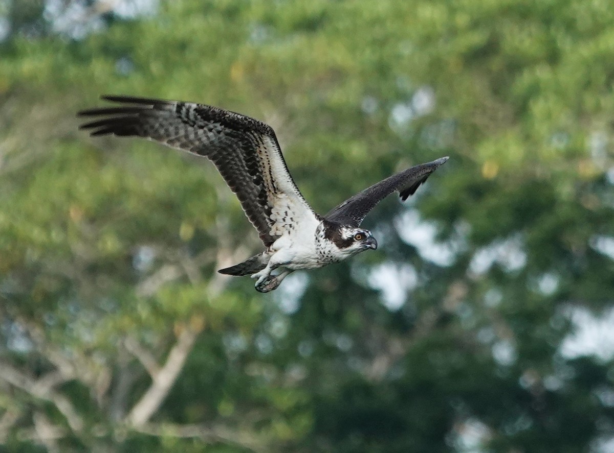 Balbuzard pêcheur - ML611950392