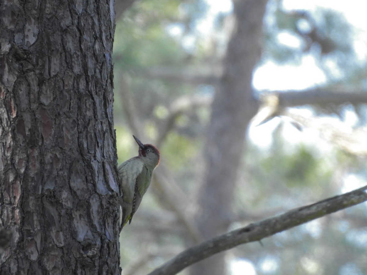 Iberian Green Woodpecker - ML611950422