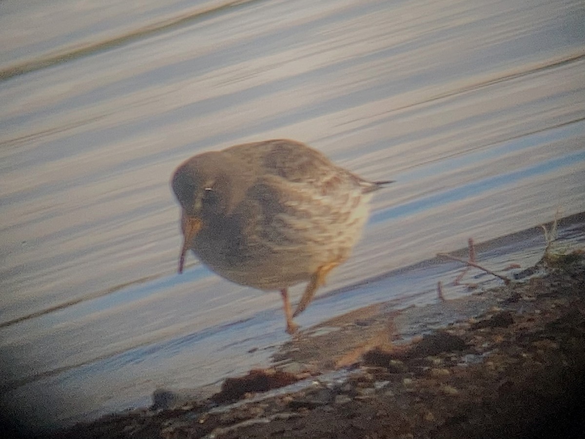 Purple Sandpiper - ML611950491